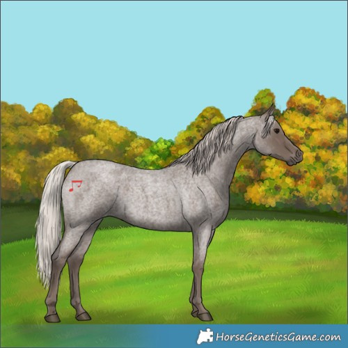 Horse Color:Silver Blue Roan 