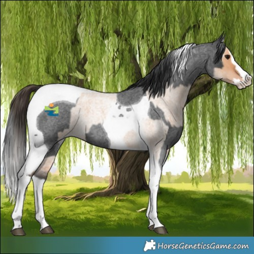 Horse Color:Bay Roan Dun Splash Tobiano  and Blue Roan Splash Tobiano 