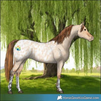 Horse Color:Bay Roan Dun Blanket and Red Dun Roan Blanket