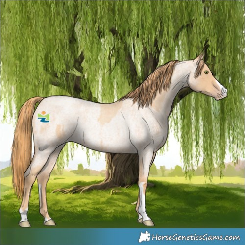 Horse Color:Gold Champagne Roan Rabicano  and Gold Champagne Roan Rabicano 