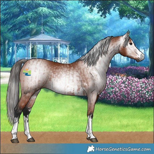 Horse Color:Gray Bay  and Gray Bay 