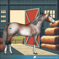 Horse Color:Gray Bay and Gray Bay
