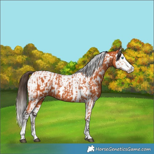 Horse Color:Bay Splash Tobiano and Bay Splash Tobiano Appaloosa