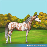 Horse Color:Bay Splash Tobiano and Bay Splash Tobiano Near Leopard