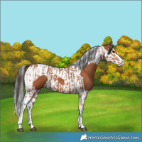 Horse Color:Bay Splash Tobiano and Bay Splash Tobiano