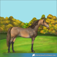 Horse Color:Buckskin Varnish  and Buckskin Varnish 