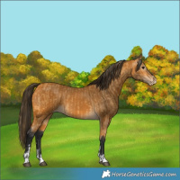 Horse Color:Buckskin Varnish and Gray Buckskin Varnish