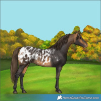 Horse Color:Buckskin Appaloosa and Buckskin Appaloosa