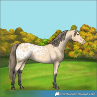 Horse Color:Buckskin Blanket 