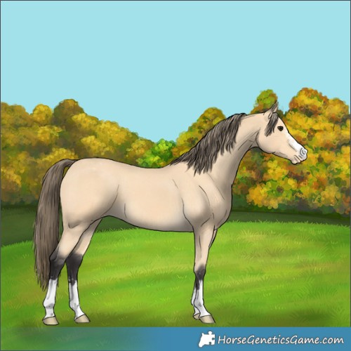 Horse Color:Buckskin Appaloosa and Buckskin Appaloosa