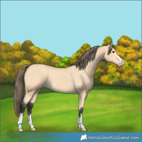 Horse Color:Buckskin Varnish and Buckskin Varnish