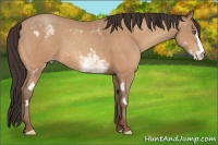 Horse Color:White Spotted Amber Champagne Frame 