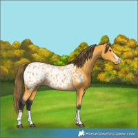 Horse Color:Buckskin Blanket  and Buckskin Blanket 