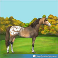 Horse Color:Buckskin Blanket