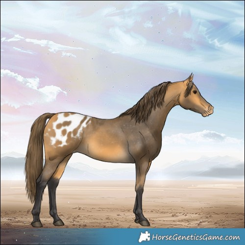 Horse Color:Buckskin Appaloosa 