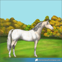 Horse Color:Buckskin Near Leopard  and Silver Buckskin Near Leopard 