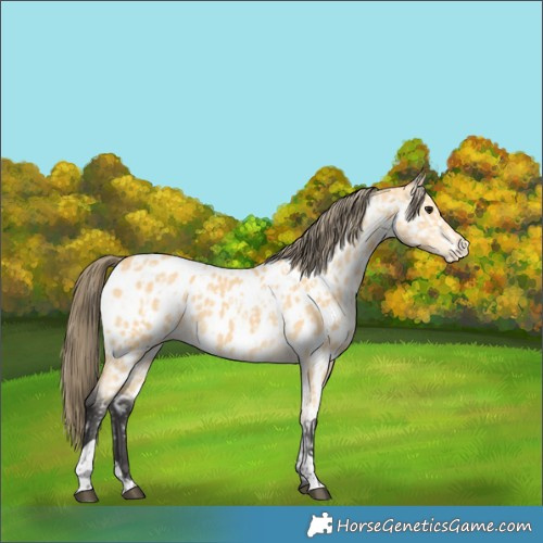 Horse Color:Buckskin Appaloosa  and Buckskin Appaloosa 