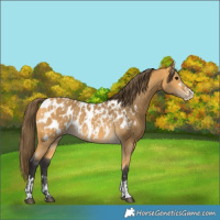 Horse Color:Buckskin Near Leopard  and Buckskin Near Leopard 