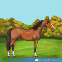 Horse Color:Bay  and Bay 