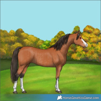 Horse Color:Bay  and Bay 