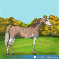 Horse Color:Red Dun and Red Dun Splash