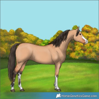 Horse Color:Bay Dun and Bay Dun