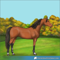 Horse Color:Bay  and Bay 