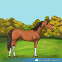 Horse Color:Bay Splash and Bay Splash