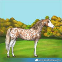 Horse Color:Chestnut Splash  and Chestnut Splash Near Leopard 