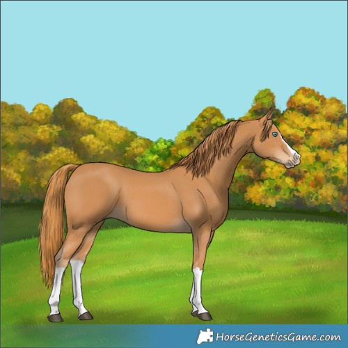 Horse Color:Chestnut Splash 
