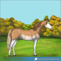 Horse Color:Chestnut Splash and Chestnut Splash