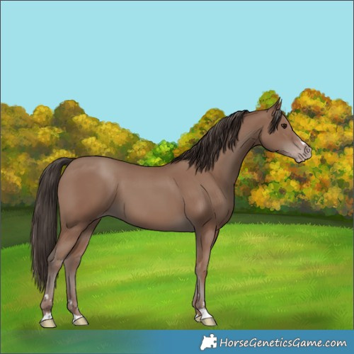 Horse Color:Classic Champagne