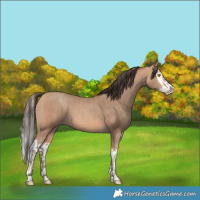Horse Color:Amber Champagne and Amber Champagne Splash