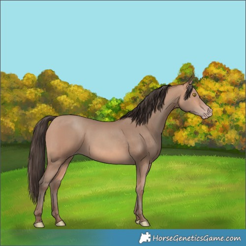 Horse Color:Amber Champagne and Amber Champagne