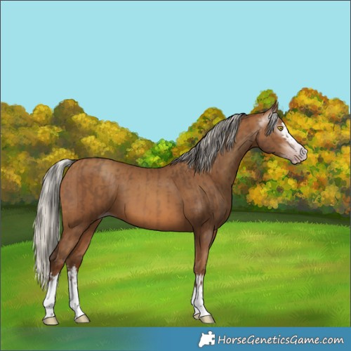 Horse Color:Gray Amber Champagne  and Gray Silver Amber Champagne 