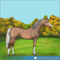 Horse Color:Silver Bay Dun  and Silver Bay Dun 