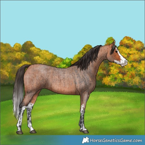 Horse Color:Bay Roan Splash  and Bay Roan Splash 