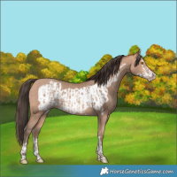 Horse Color:Amber Champagne  and Amber Champagne Frame 
