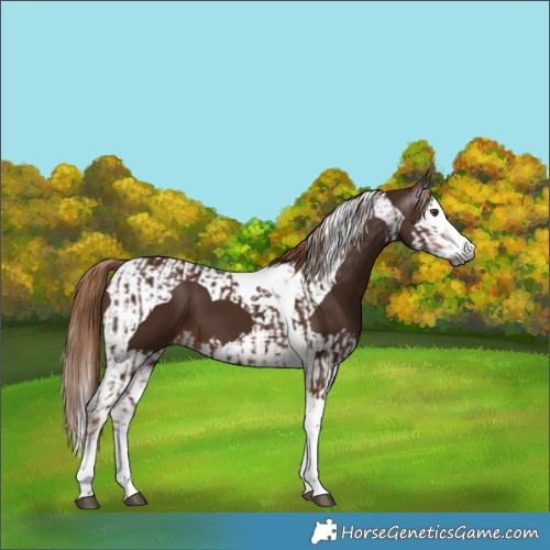 Horse Color:Gray Chestnut Splash Tobiano and Gray Chestnut Splash Tobiano