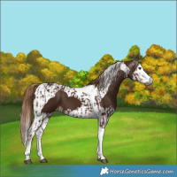 Horse Color:Gray Chestnut Splash Tobiano  and Gray Chestnut Splash Tobiano 