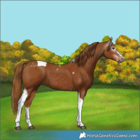 Horse Color:Gray Chestnut Splash Tobiano  and Gray Chestnut Splash Tobiano Frame 