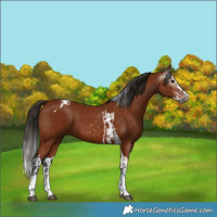 Horse Color:Gray Bay Splash Tobiano and Gray Bay Splash Tobiano