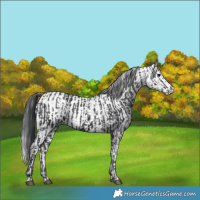 Horse Color:Black and White Spotted Black