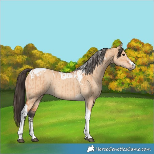 Horse Color:Bay Dun Tobiano  and Bay Dun Tobiano 