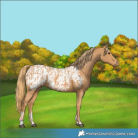 Horse Color:Chestnut  and Chestnut Appaloosa 