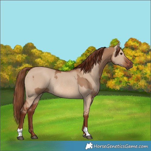 Horse Color:Red Dun and Red Dun Rabicano