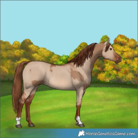 Horse Color:Red Dun  and Red Dun Rabicano 