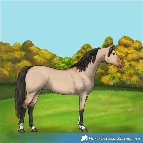 Horse Color:Bay Dun Tobiano 