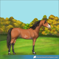 Horse Color:Bay Frame  and Bay Frame 