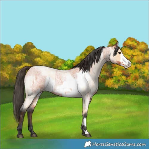 Horse Color:Bay Roan Frame and Buckskin Roan Frame